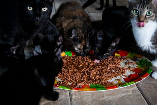  Fort  Myers  Rescue Cats  Rock and its 83 cats  desperately 