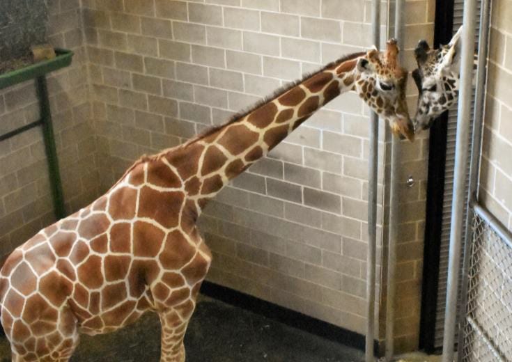 NEW Zoo to build new snow leopard exhibit, expand giraffe building NEW Zoo to build new snow leopard exhibit, expand giraffe building