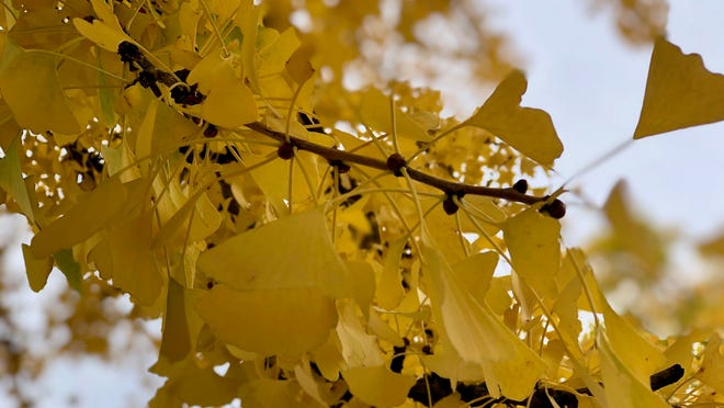 Fall Foliage Update See This Golden Tree Before It S Too Late Fall Foliage Update See This Golden Tree Before It S Too Late