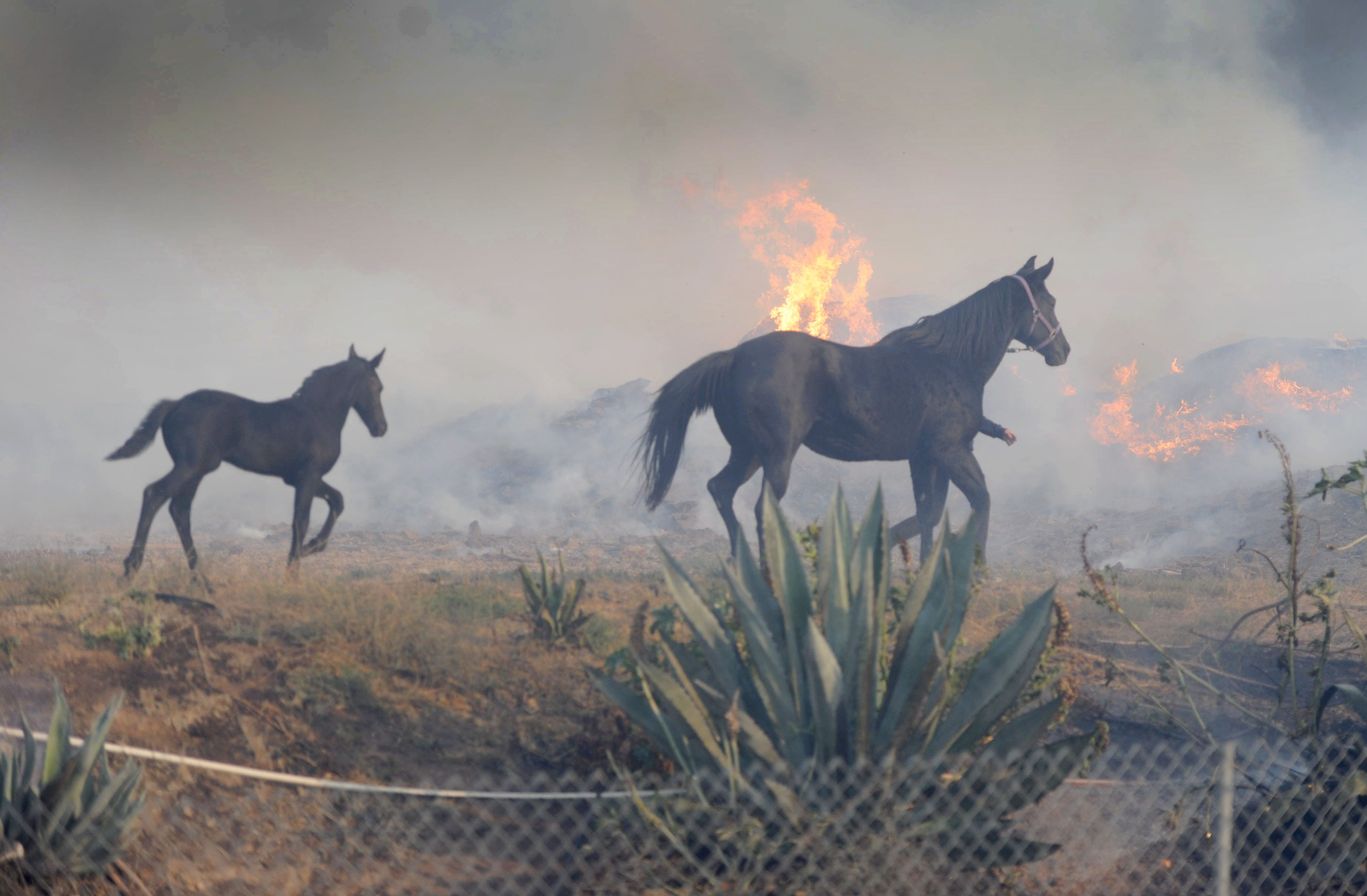 bcc13d46-1c2d-440b-8c11-f4c16668c09f-easy_fire_2 Horse owners scramble to evacuate their animals ahead of California fire