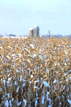 Too much rain, cooler temps and now a round of snowfall is impacting this year's corn crop in a big way.
