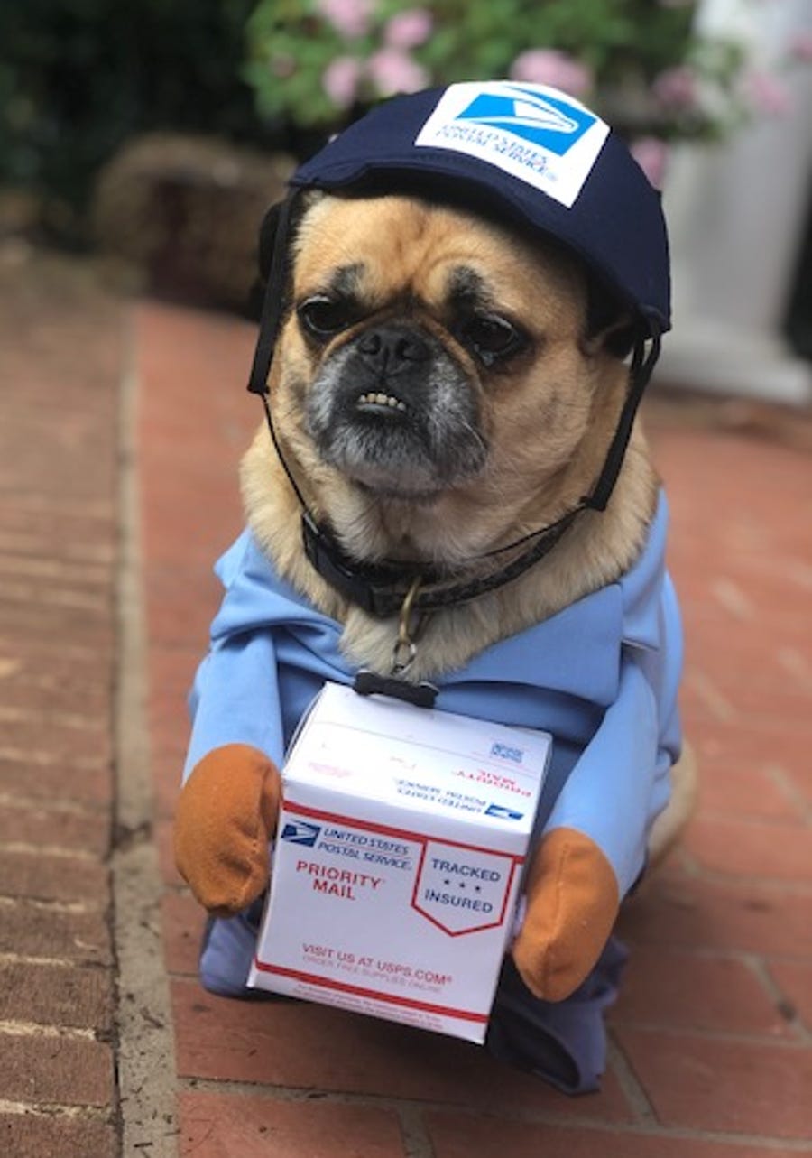 Doodle the rescue Pug mix takes pride in barking at the mail man every day, so her parents thought this costume was absolute perfection. Bonus: The mail man is a big fan of the outfit.