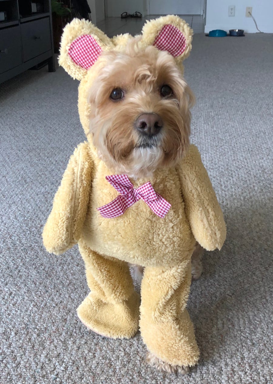 Bear is a 3-year-old Cockapoo who is unBEARably cute this Halloween.