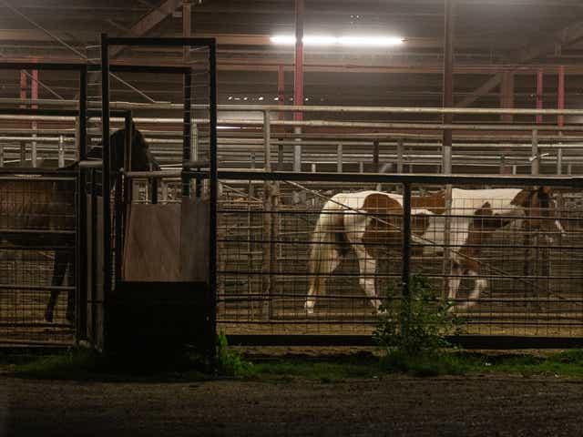 Breeders Cup Horses Go From Racetracks To Slaughterhouses
