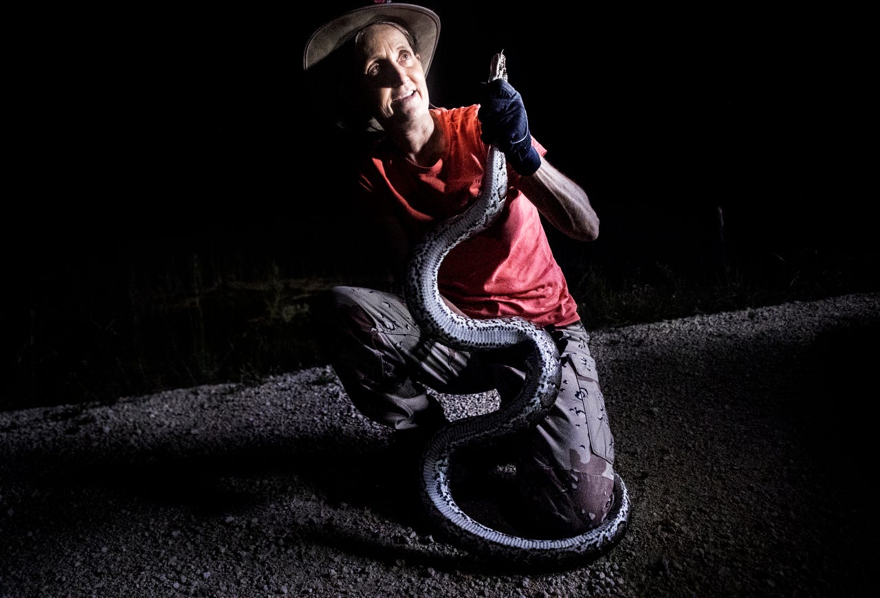 Florida Burmese python hunters break records in the Everglades