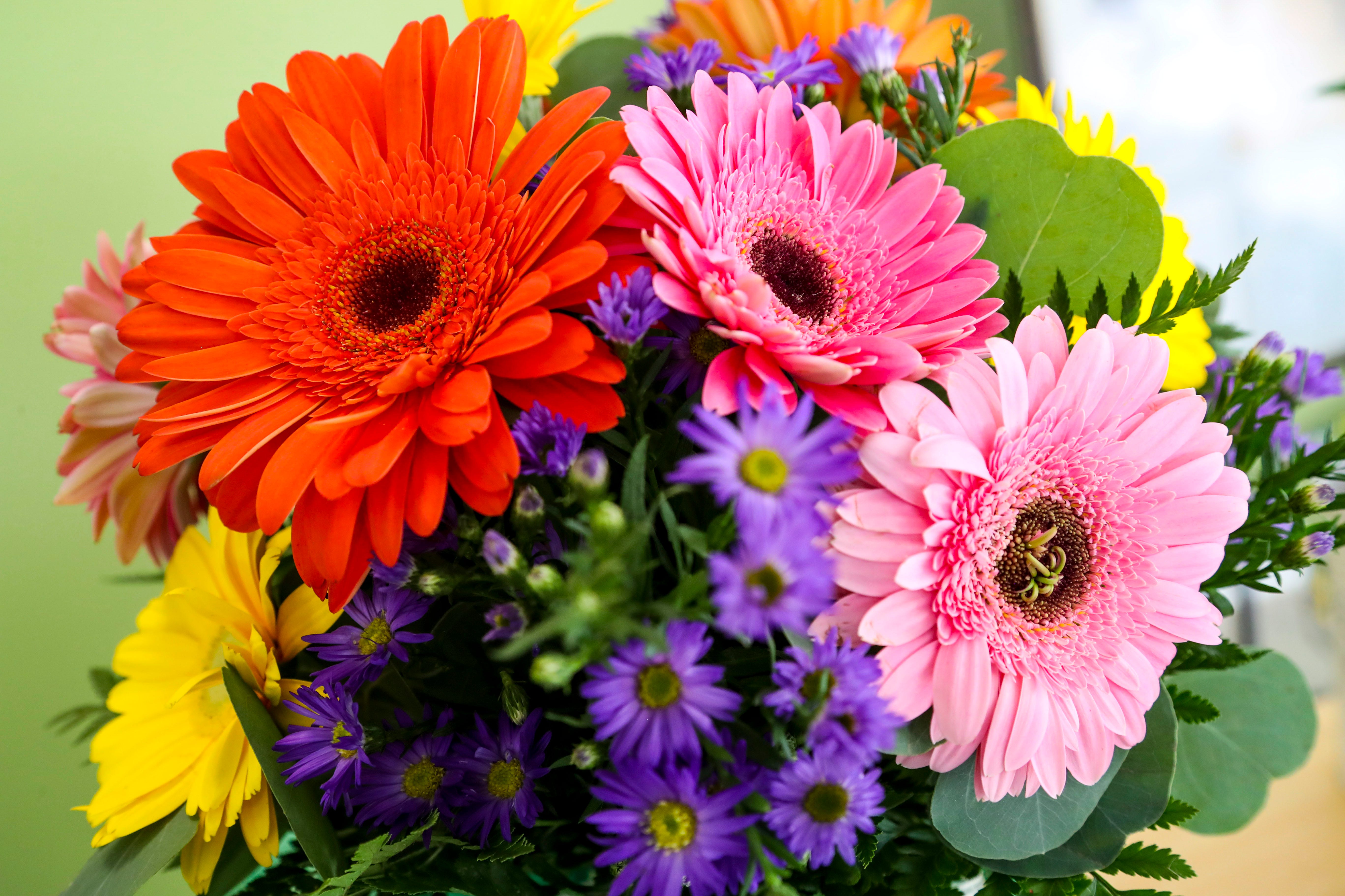 Gardening in Florida: Gerbera daisies represent purity and strength; a  perfect gift for Mother's Day