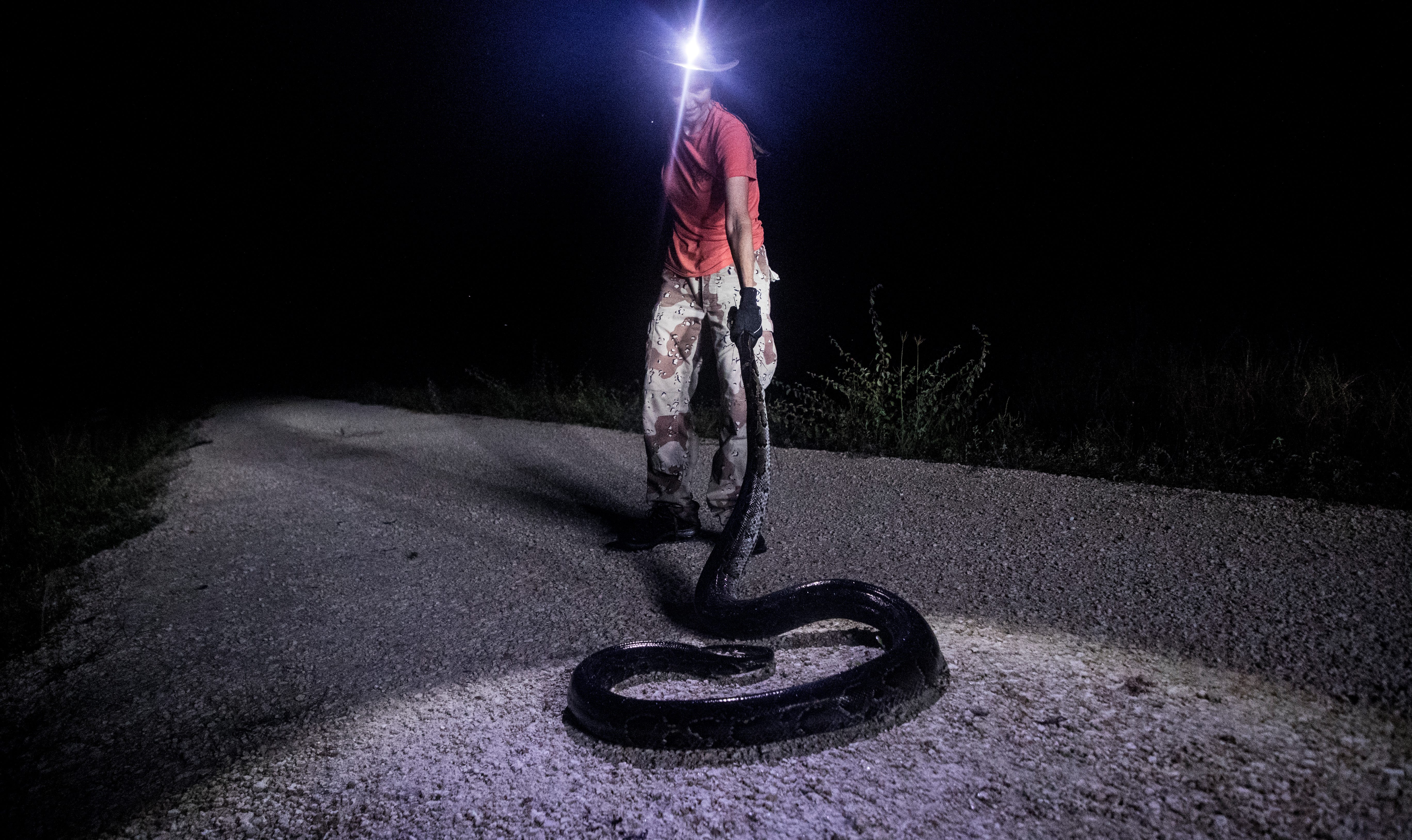 Donna Kalil captures a wild Burmese python in the Everglades west of Miami on Monday October, 28, 2019. She hunts several days a week and has notched hundreds of the invasive species. The pythons have invaded the Everglades and have caused havoc to the ecosystem.