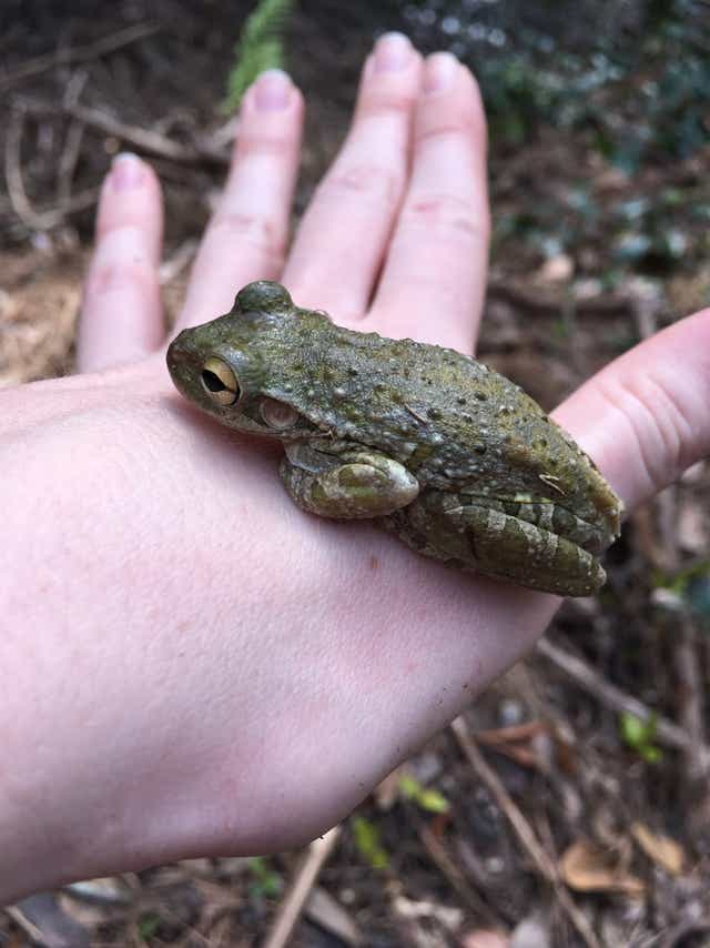 Invasion Of The Cuban Tree Frog Poses Problems