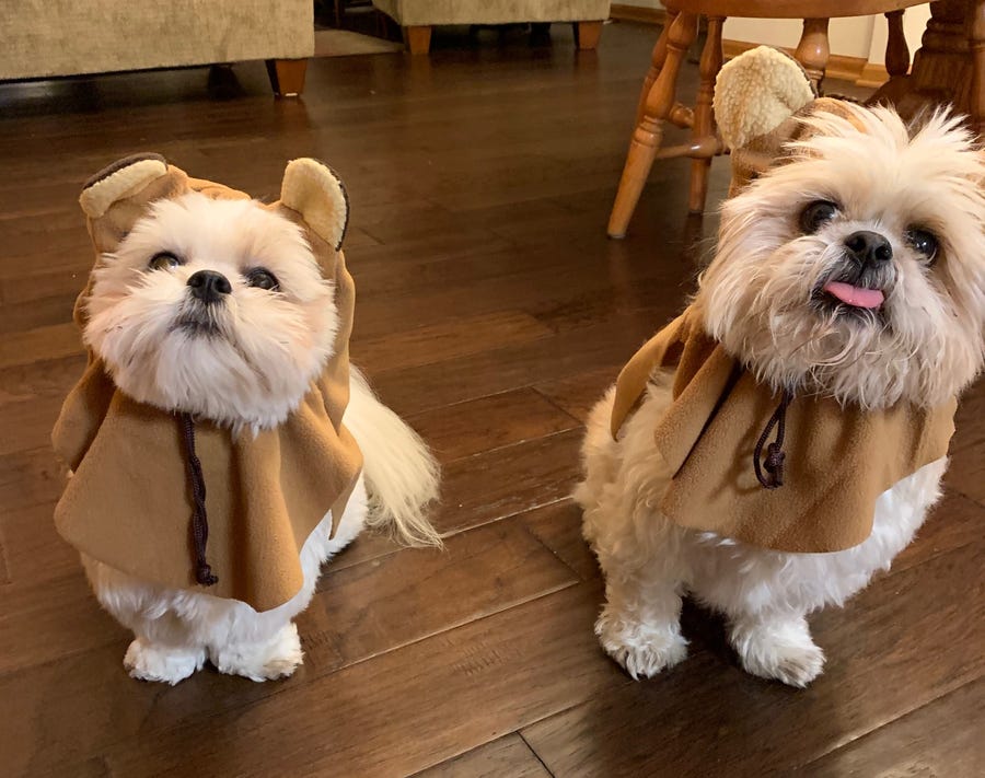 We're not sure if these are Ewoks or Shih Tzu? Regardless, Cooper and Lucy deserve tons of Halloween candy (dog treats?) for these costumes.