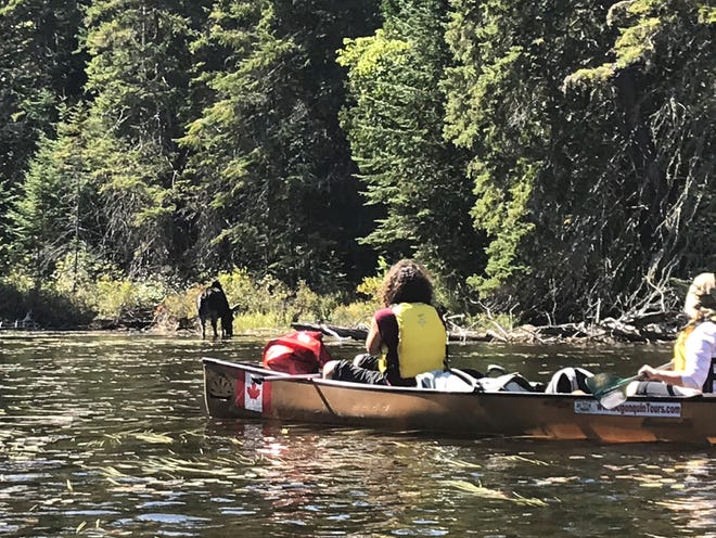 A moose grazes on aquatic plants while paddlers observe at Canoe Lake in Algonquin Provincial Park. An estimated 3,000 moose inhabit the park.