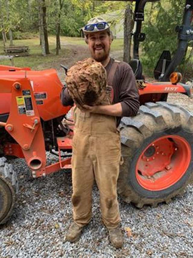 Cheatham Co Man Grows Possible Record Setting 22 Pound Sweet Potato