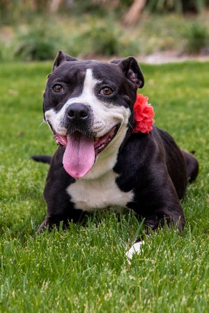 Jolie’s adoption fee is $45, which includes her spay surgery, vaccines, a 6-months-supply of heartworm prevention.