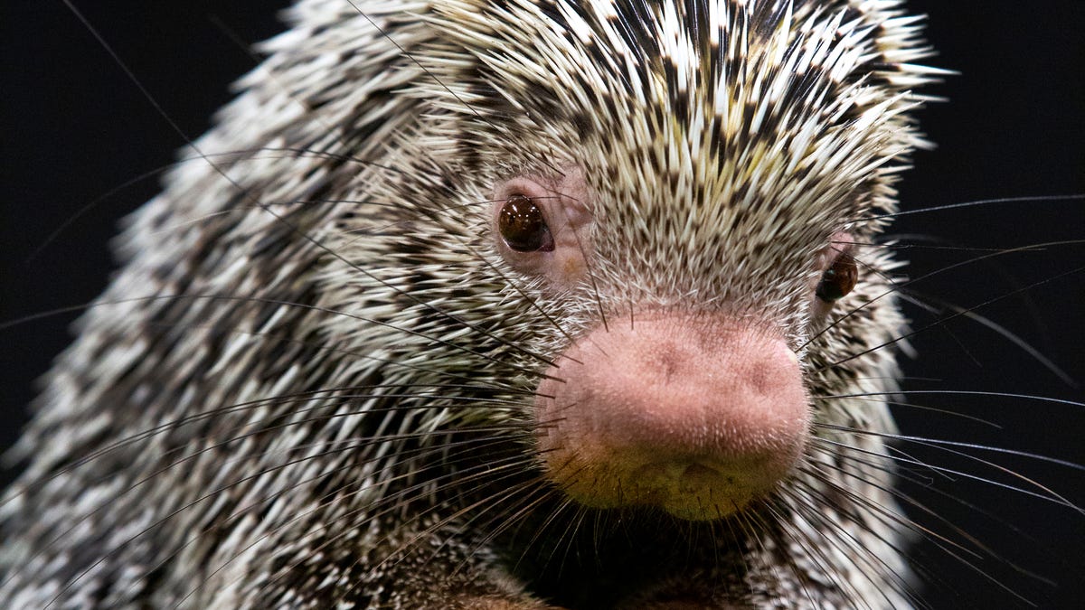 Cincinnati Zoo animals get up close with Enquirer in these photos