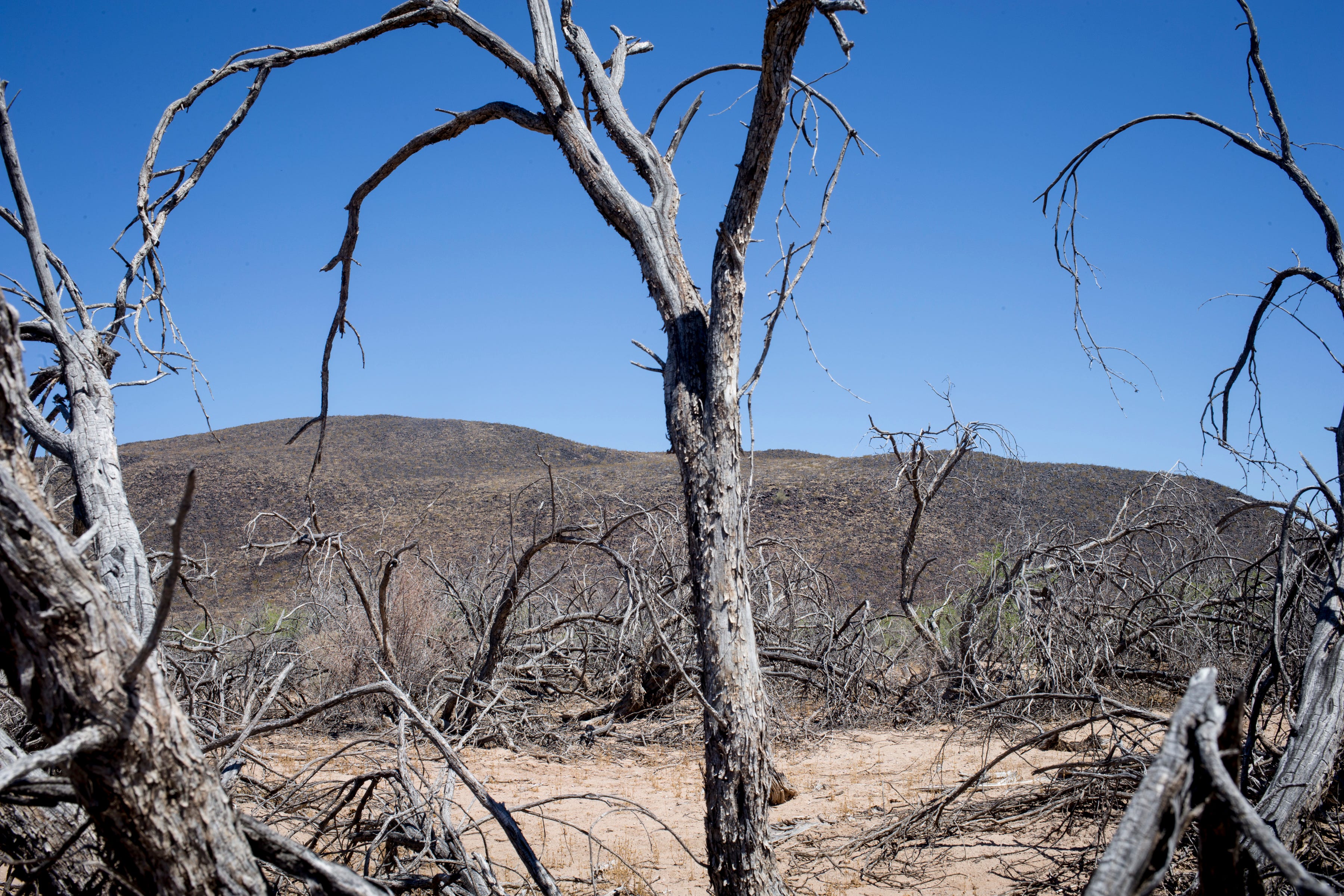 Dead mesquite trees line Old Agua Caliente Road near Hyder, where a hot spring dried up decades ago.