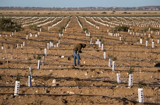 A worker plugs holes in an irrigation line in a field of young pistachio trees at Peacock Nuts Co.'s farm in Kingman.