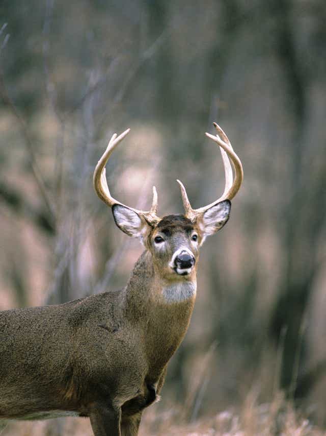 Deer Hunters May Encounter More Deer Wetter Conditions This Season
