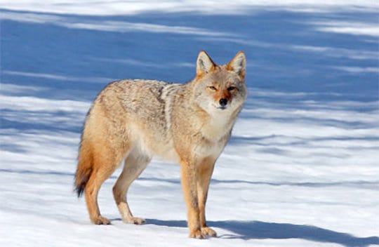 The state Department of Natural Resources has said that although it is possible there was a wolf spotted in Menomonee Falls, it is more likely that it was a coyote, like the one pictured here. Coyotes are lighter in color, have pointed noses and are about half the size of wolves.