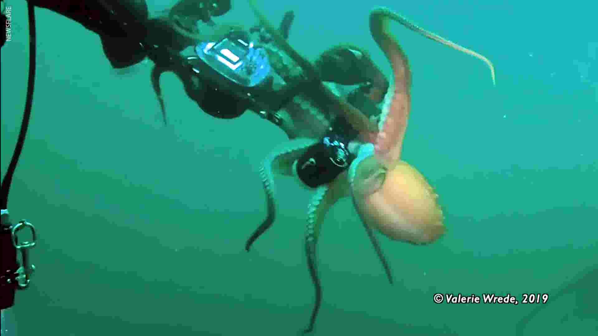 Giant octopus grabs scuba diver's camera