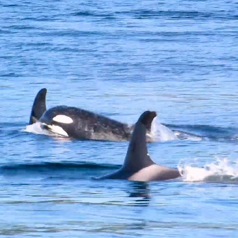 Canadian researchers used drones for the first tim