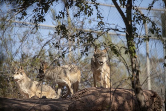 Mexican gray wolf at Phoenix Zoo.