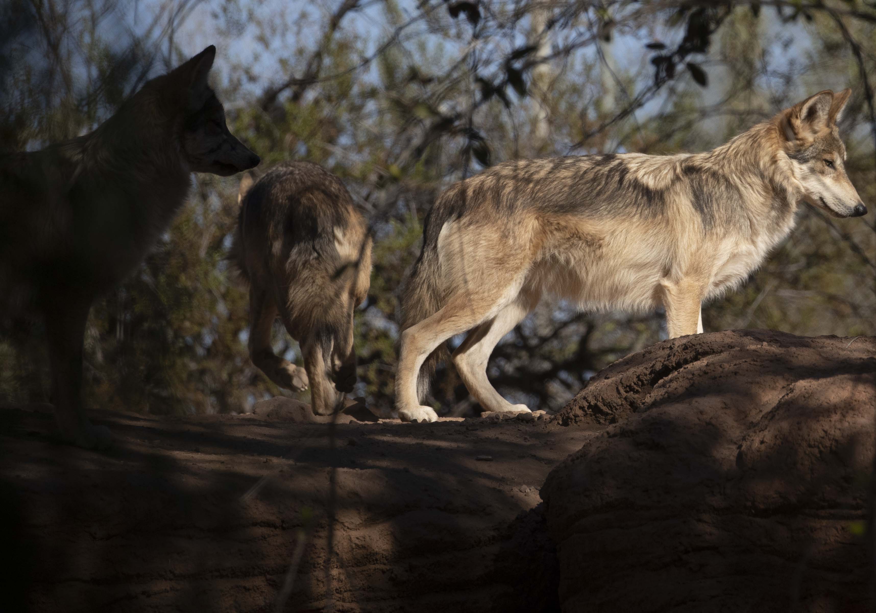 Wolves May Be Paying For Investigation Inaccuracies Advocates Say