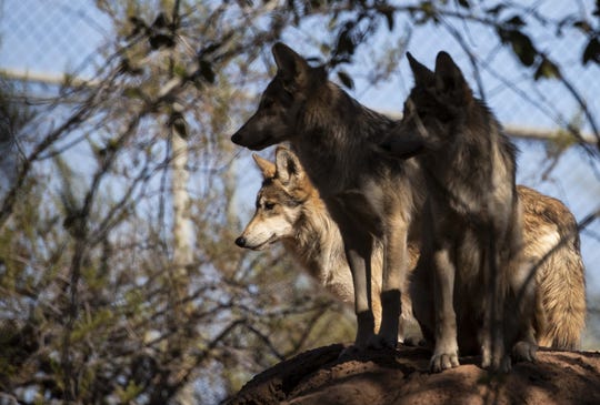 Mexican gray wolf at Phoenix Zoo.