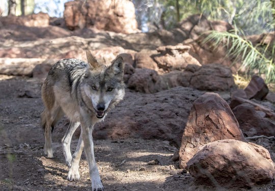 Mexican gray wolf at Phoenix Zoo.