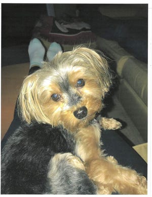 Leo, a 5-pound Yorkshire terrier, died after being kicked in the head by his owner's then-boyfriend, Earl Allen, according to Southern Regional Police.