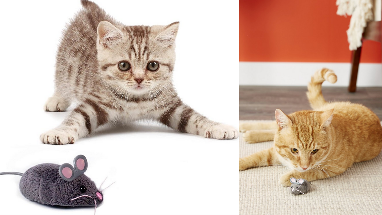 unusual cat toys