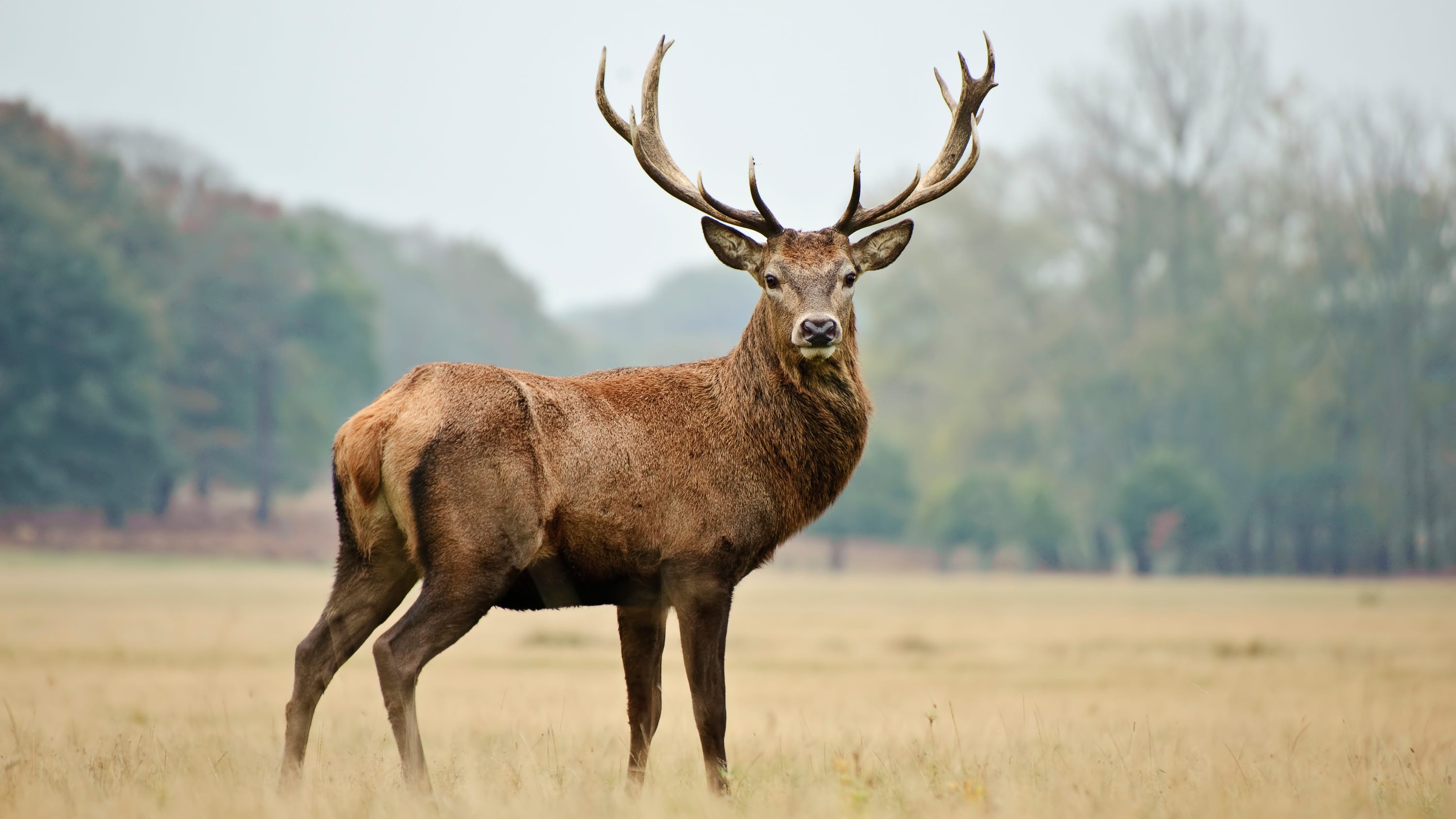 Luke Bryan's red stag deer: Reward offered after deer was shot, killed