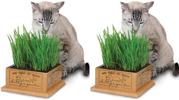 Best Cat Gifts 2019 The 20 Best Gifts For Cat Lovers In 2019