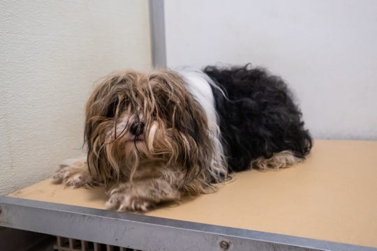 A Yorkie rescued earlier this week by St. Clair County Animal Control looks out of it's cage Friday, Nov. 8, 2019, at the shelter. Many of the dogs will need training and socializing after being adopted.