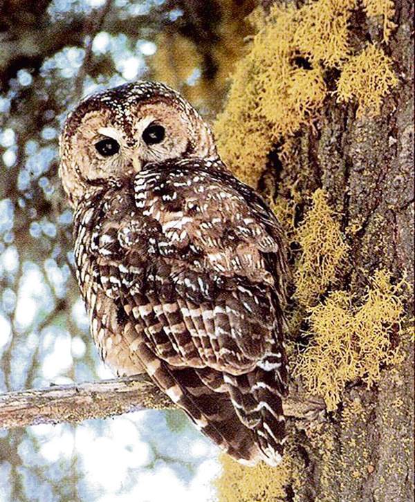 Northern Spotted Owl pushed to brink by Oregon wildfires
