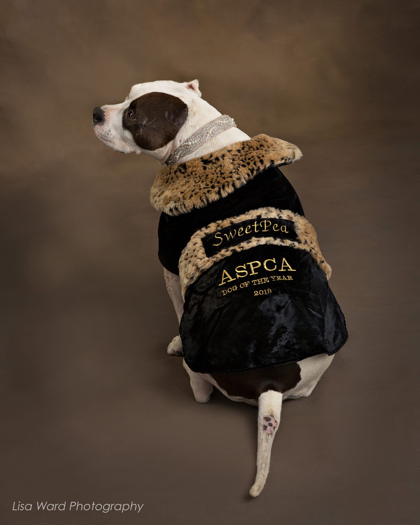 phillies dog jersey