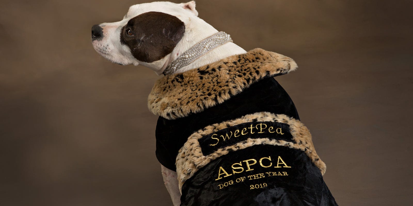 This Pit Bull Went From A Camden Dump To Aspca S Dog Of The Year