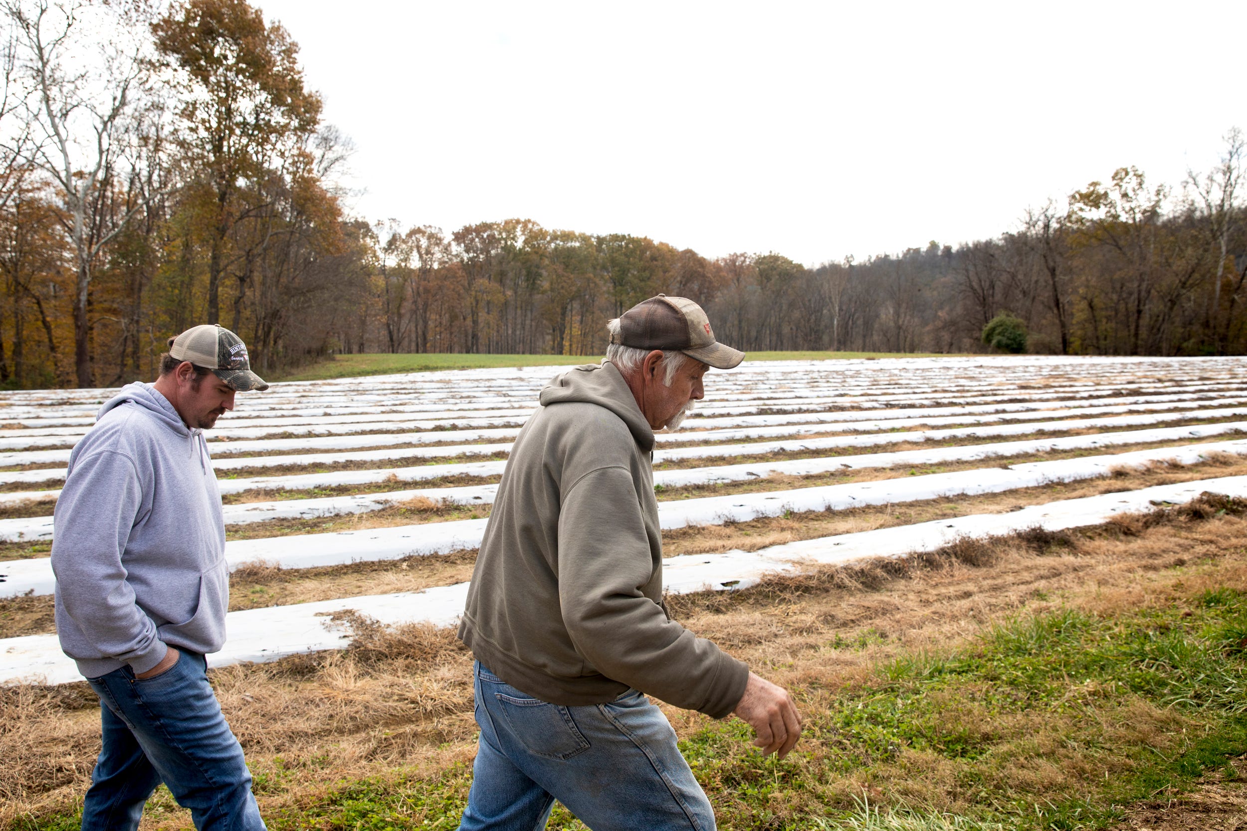 Daryl Burns, 66, and son Addison Burns, 33, walk their hemp farm in southern Campbell County. They are one of 10 farms growing hemp in Northern Kentucky.