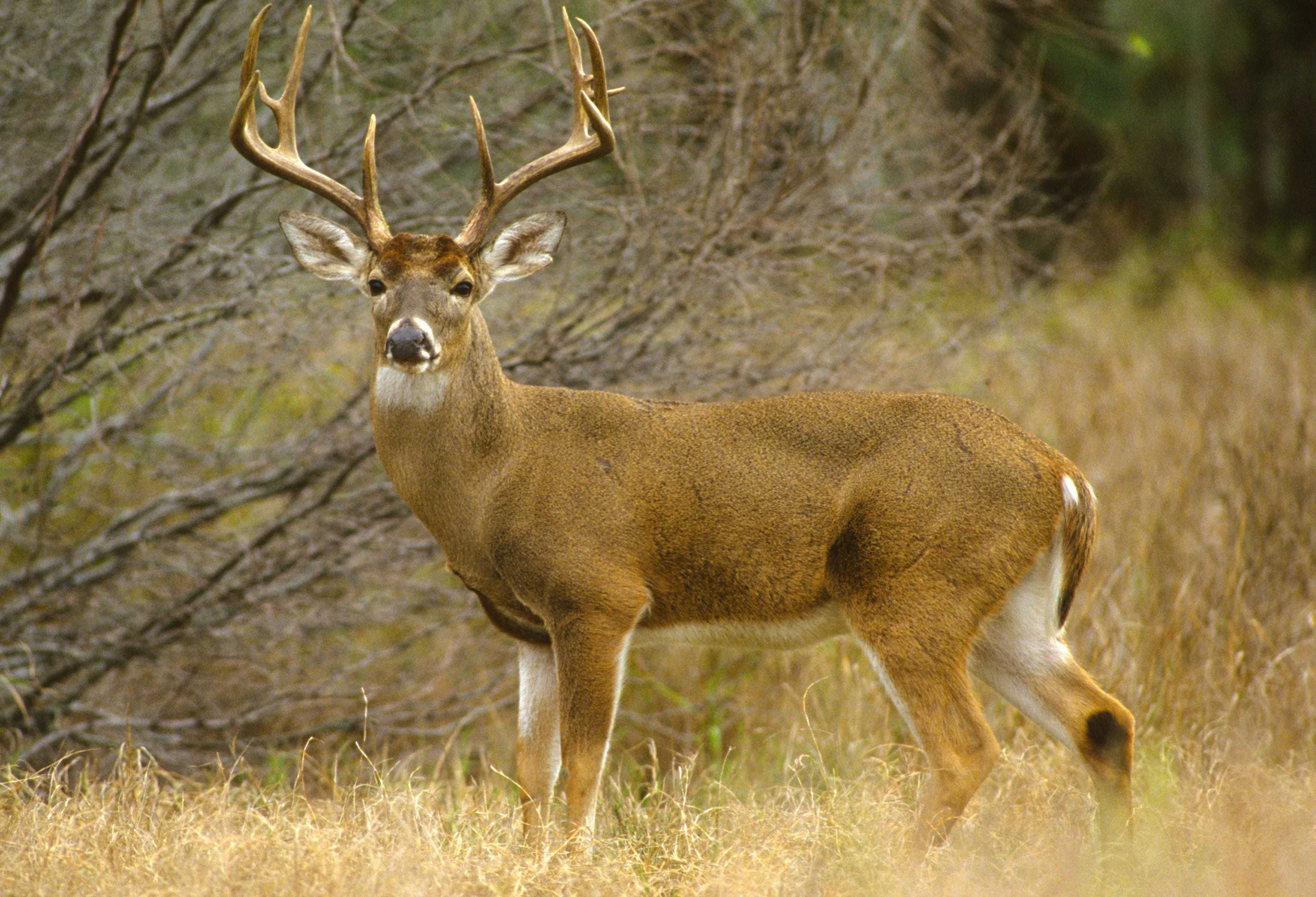 Chronic Wasting Disease In Deer Worries Some Hunters In Mississippi