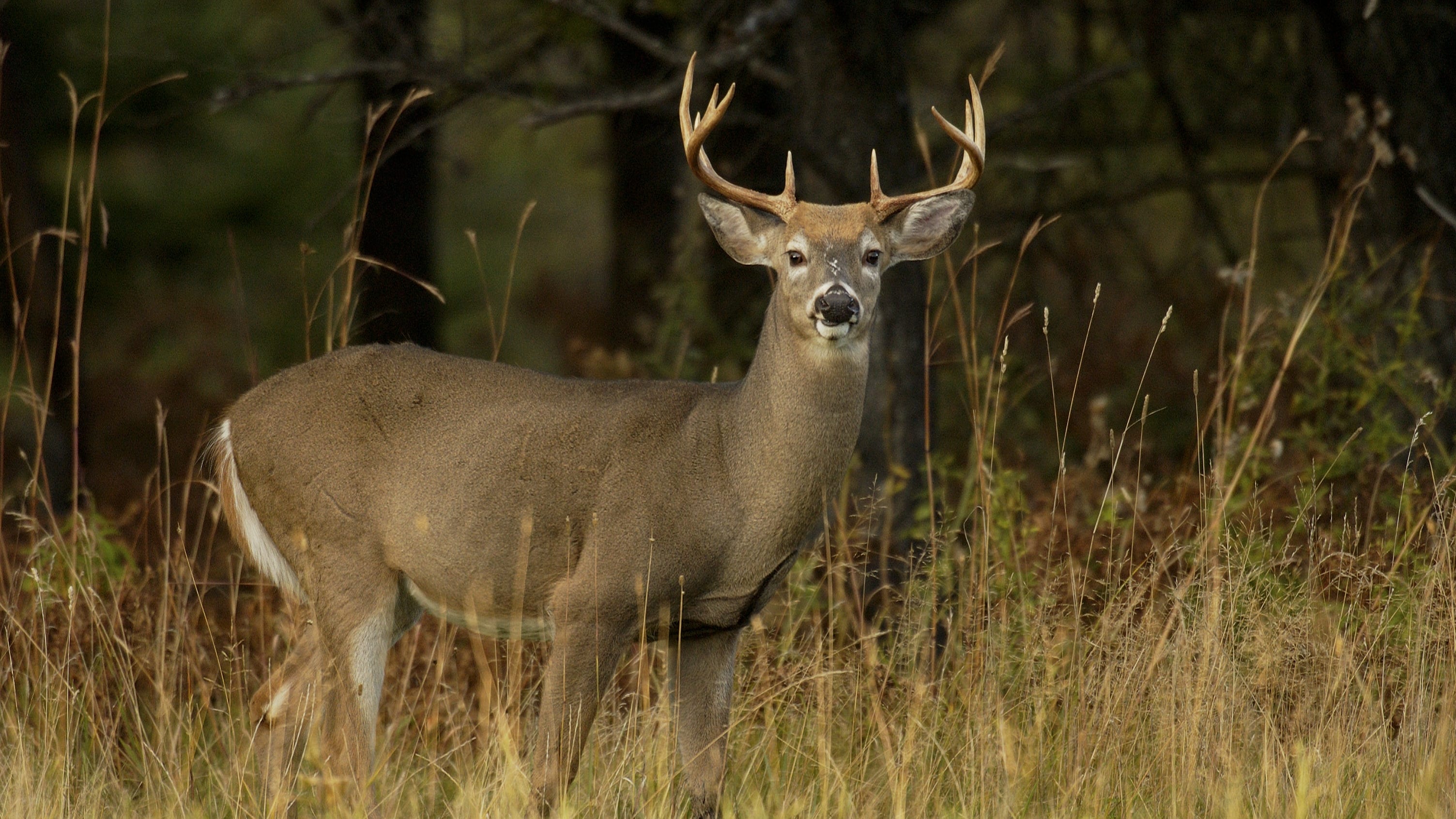 Ohio Hunting Season Underway ohio-hunting-season-underway