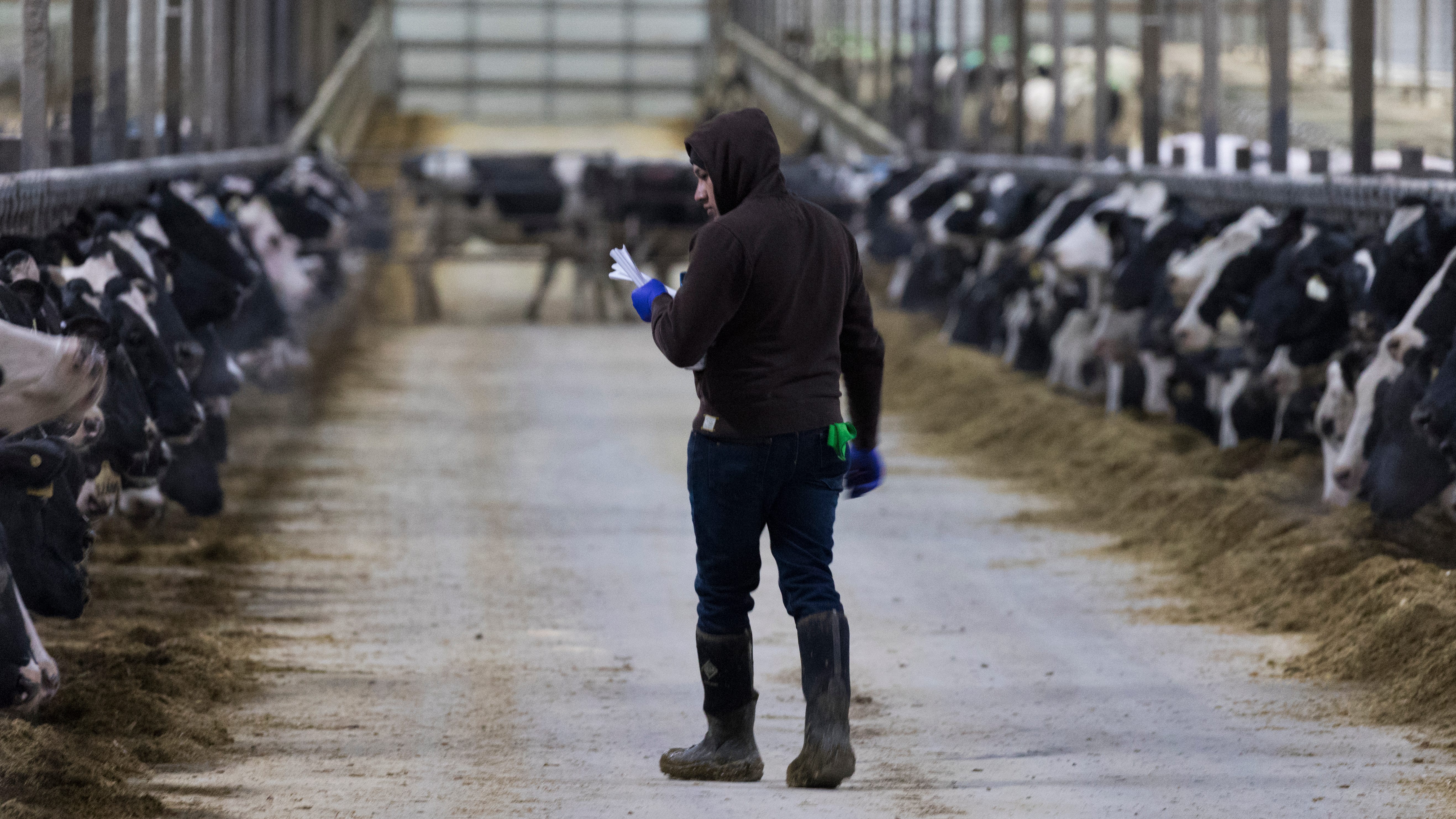 Wisconsin Dairy Farms Rely On Immigrant Workers Undocumented Laborers