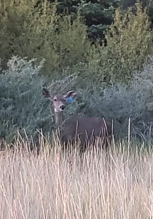 This photo of a tagged doe in the Mendocino National Forest turned out to be one of the subjects in a Columbian black-tailed deer study conducted by the California Department of Fish and Wildlife (CDFW) in 2009-2014.