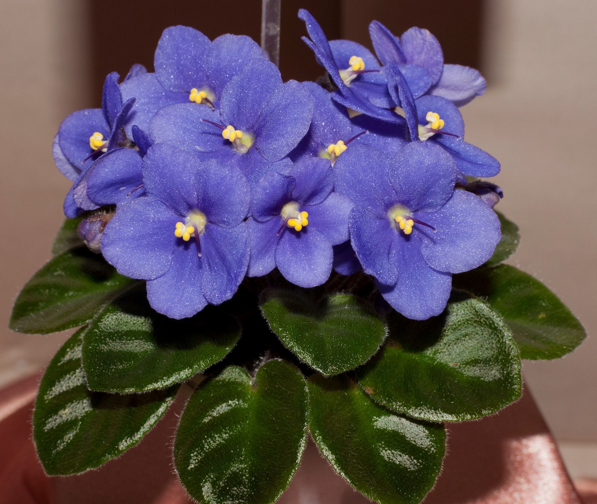 These tips will keep your African violets happy, healthy and blooming