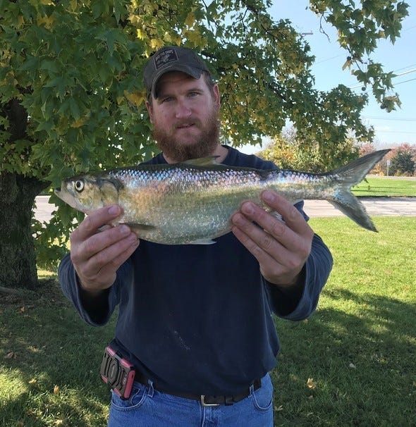 Conservation skipjack herring record fish