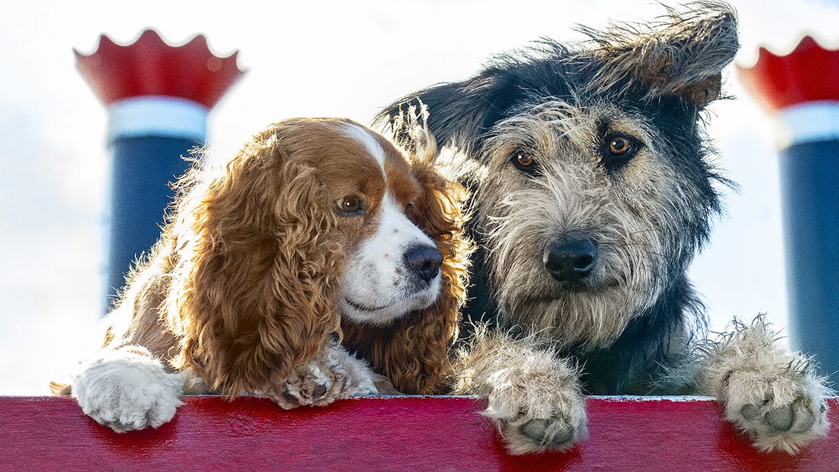 Romance sparks between a cocker spaniel (voiced by Tessa Thompson, left) and a streetwise mutt (Justin Theroux) in "Lady and the Tramp."