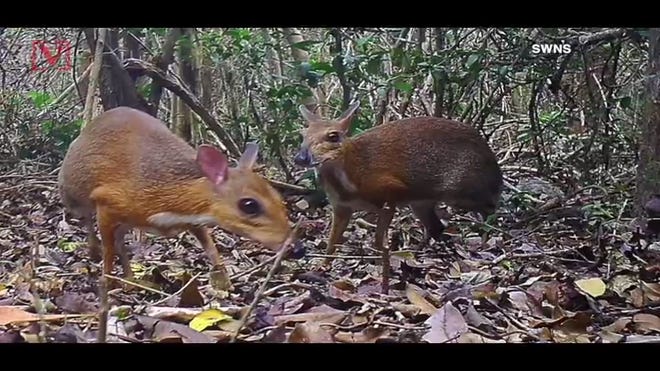 Mouse Deer In Vietnam Thought To Be Lost For Years Photographed