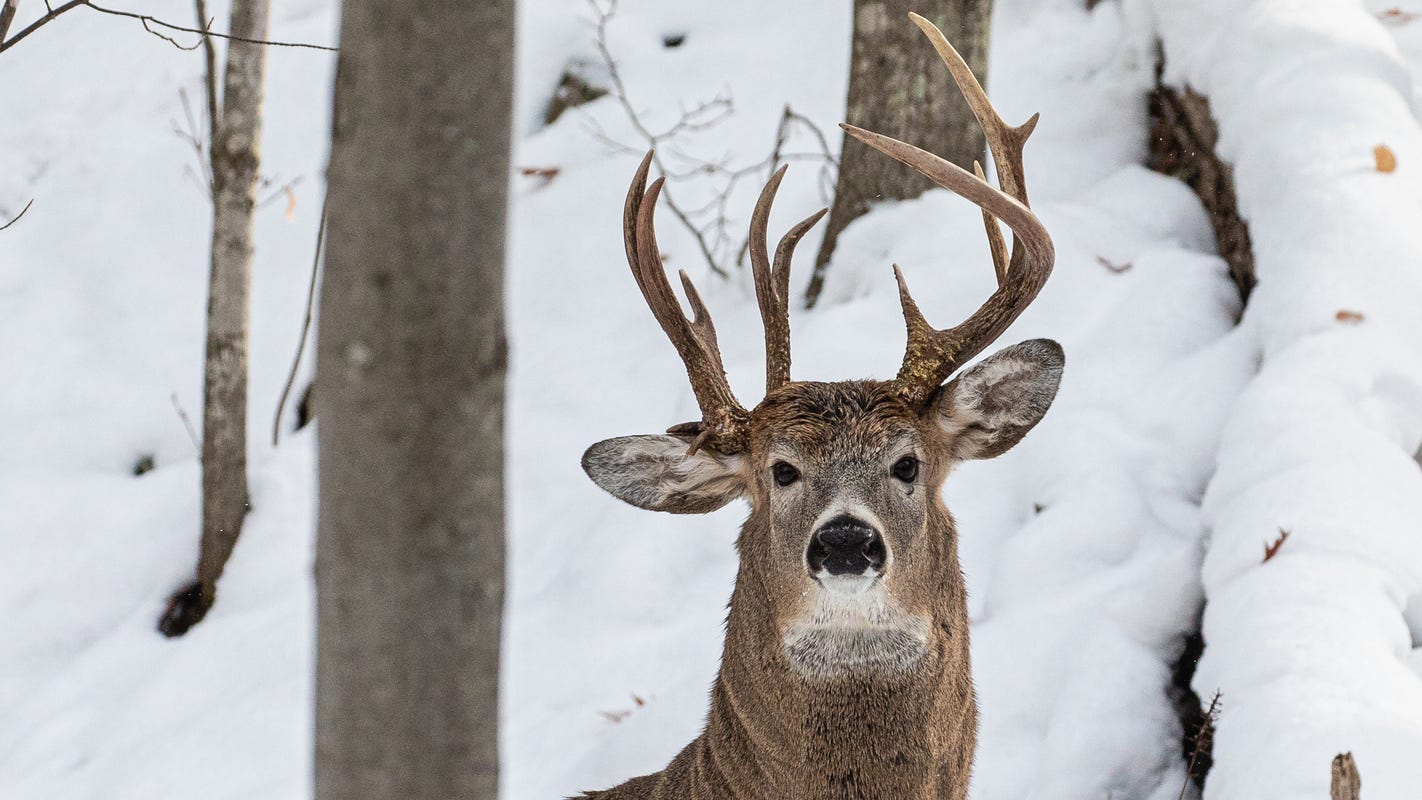3 antlered deer spotted by photographer in Michigans Upper Peninsula 3 antlered deer spotted by photographer in Michigans Upper Peninsula