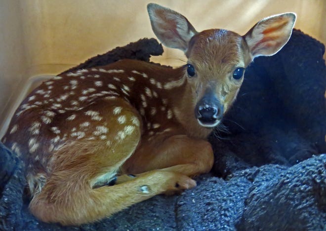 This fawn was orphaned when it could not follow its mother after she leaped over a woven wire fence that reached all the way to the ground.