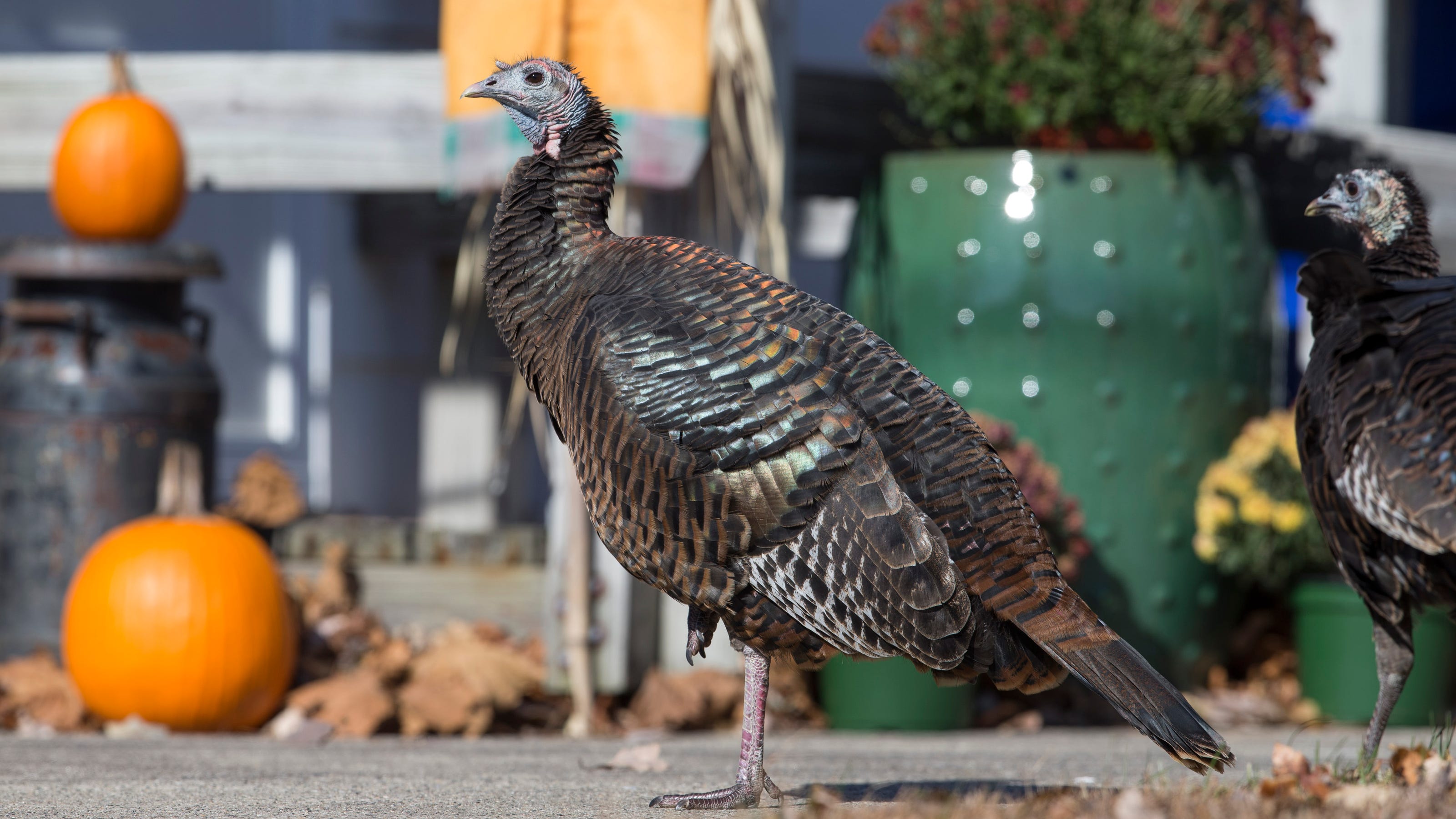 What To Do About Wild Turkeys | The Humane Society Of The United States