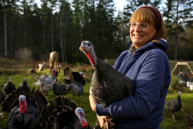 Kathy Parker, owner of Gold Mountain Turkeys, holds one of her friendliest hens. She says friendliness is inherited and something she keeps in mind while breeding her turkeys. Most of her turkeys are sold as babies to others looking to raise turkeys, but a few are slaughtered for Thanksgiving dinner.