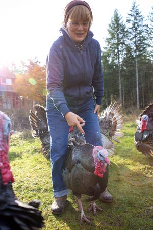 FILE — Kathy Parker, owner of Gold Mountain Turkeys, wrangles a foraging tom in 2019.