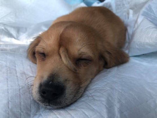 Rescue Unicorn Puppy Doesn T Notice Tail Growth On Head